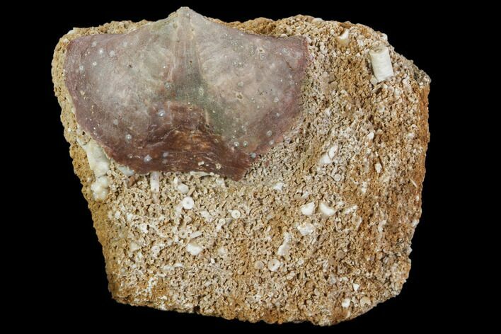 Fossil Brachiopod (Spirifer) On Matrix Of Crinoid Stems #103534